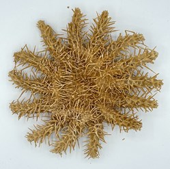 Crown-of-thorns Starfish