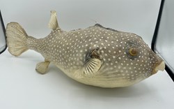 Puffer Fish