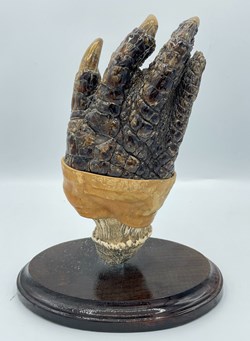 Alligator Foot