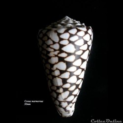 Conus marmoreus 90mm