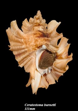 Ceratostoma burnetti 111mm WO