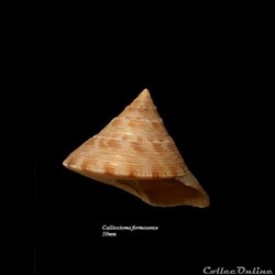 Calliostoma formosense 59mm
