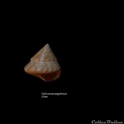 Calliostoma zizyphinum 17-22mm