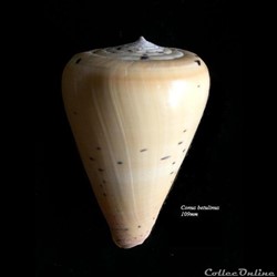 Conus betulinus 109mm