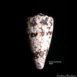 Conus nicobaricus 66mm