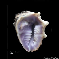 Drupa denticulata 41mm