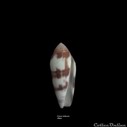 Conus violaceus 49mm