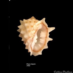 Drupa elegans 19mm
