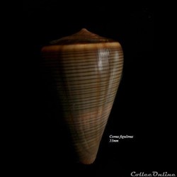 Conus figulinus 53mm