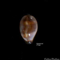 Cypraea onyx 37.5mm