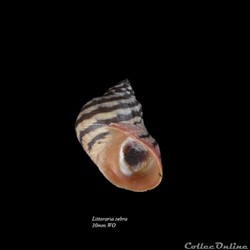 Littoraria zebra 30mm WO