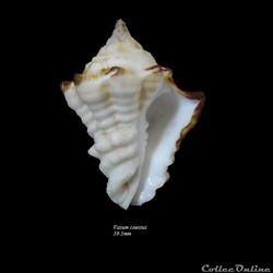 Vasum caestus 59.5mm