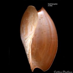 Cymbium glans 313mm