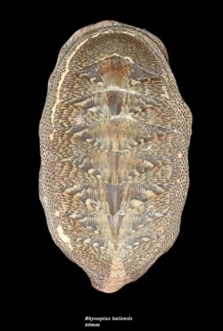 Rhyssoplax baliensis 60mm