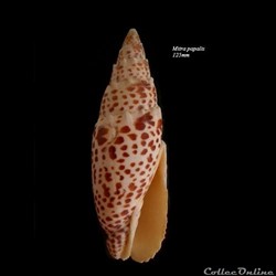 Mitra papalis 125mm