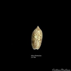 Oliva flammulata 28.7mm