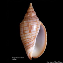 Harpulina aurausiaca 78.4mm
