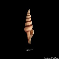 Fusiturris similis 57mm WO