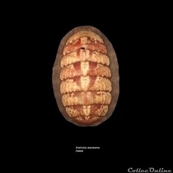 Tonicella marmorea 36mm