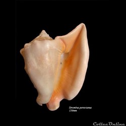 Strombus peruvianus 156mm