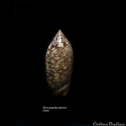 Oliva jaspidea duclosi 25mm