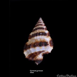Gyrineum gyrineum 40mm