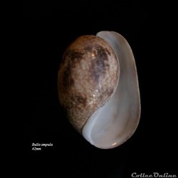 Bulla ampula 42mm