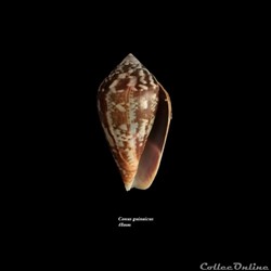 Conus guinaicus 48mm