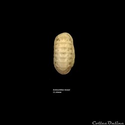 Ischnochiton bouryi 11.46mm