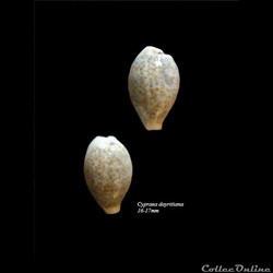 Cypraea dayritiana 16-17mm