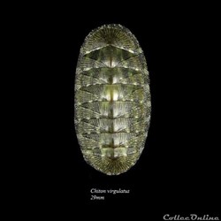 Chiton virgulatus 29mm