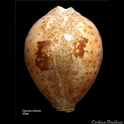 Cypraea valentia 82mm