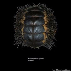 Acanthopleura spinosa 54.8mm
