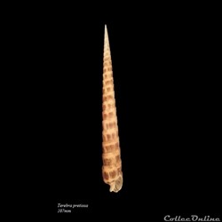 Terebra pretiosa 107mm
