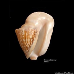 Strombus latissimus 142mm