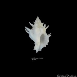Babelomurex armatus 28.2mm