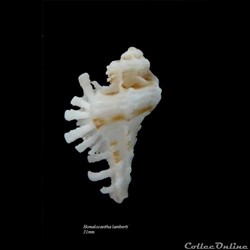 Homalocantha lamberti 31mm