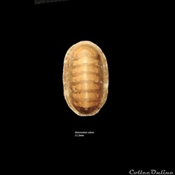 Stenosemus albus 11.2mm