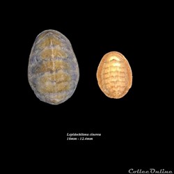 Lepidochitona cinerea 18mm - 12.4mm