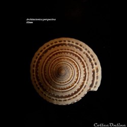Architectonica perspectiva 66mm