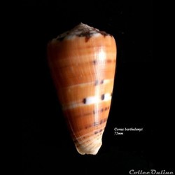 Conus barthelemyi 75mm