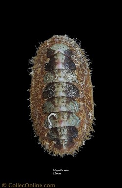 Mopalia seta 32mm
