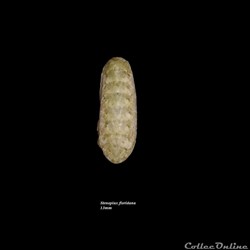 Stenoplax floridana 13mm