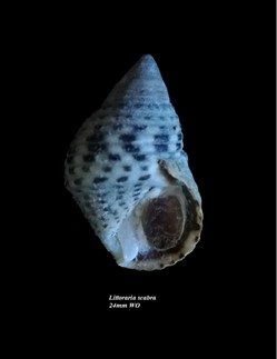 Littoraria scabra 24mm WO