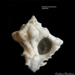 Hexaplex kuesterianus 68mm WO