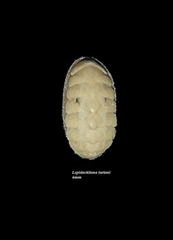 Lepidochitona turtoni 6mm