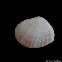 Tellina linguafelis 46mm