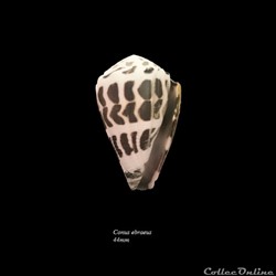 Conus ebraeus 44mm