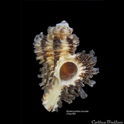 Homalocantha secunda 37mm WO