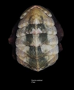 Tonicia arnheimi 17mm
